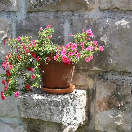 Rosemary * Gruda